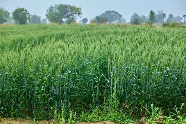 Lush green wheat plants growing in an agricultural field.