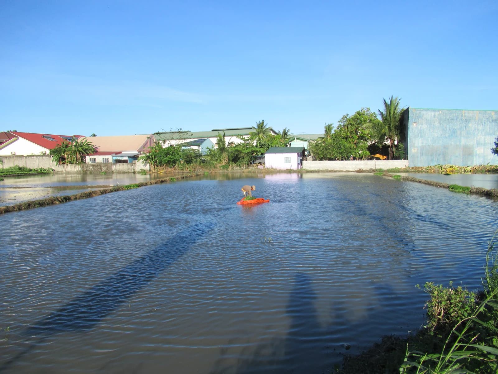 Bulakenyo farmer transplanting Oryza sativa palay seedlings in a flooded Guiguinto rice paddy.