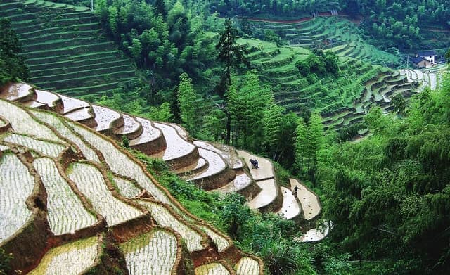 Lush green rice terraces in Chongyi, Jiangxi Province, with water buffalo and people.