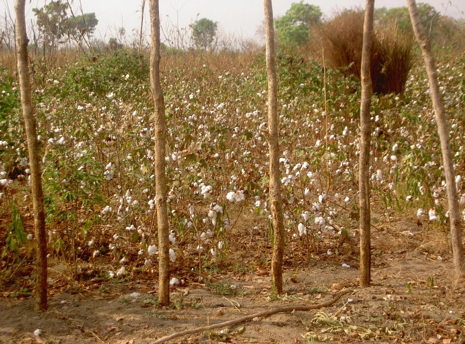 A field of cotton plants with fluffy white bolls in the Central African Republic.