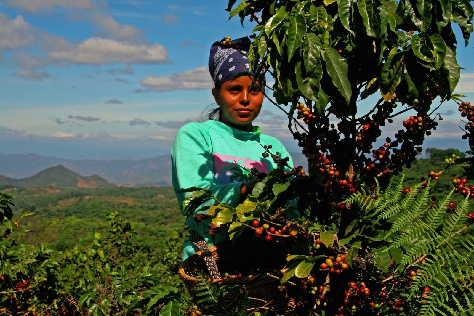 Coffee picker standing among coffee plants with coffee cherries on a hillside.
