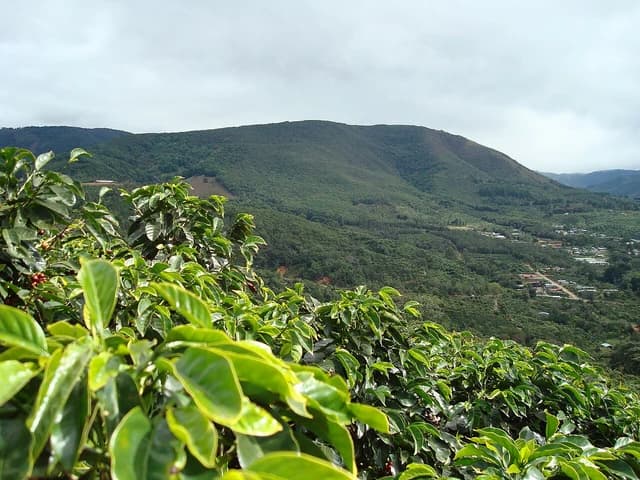 Coffee plants with some red cherries on a hillside overlooking a valley.