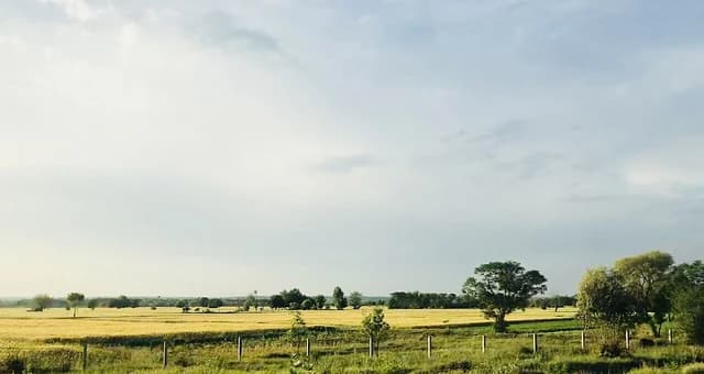 Expansive golden wheat fields stretching into the distance under a pale sky.