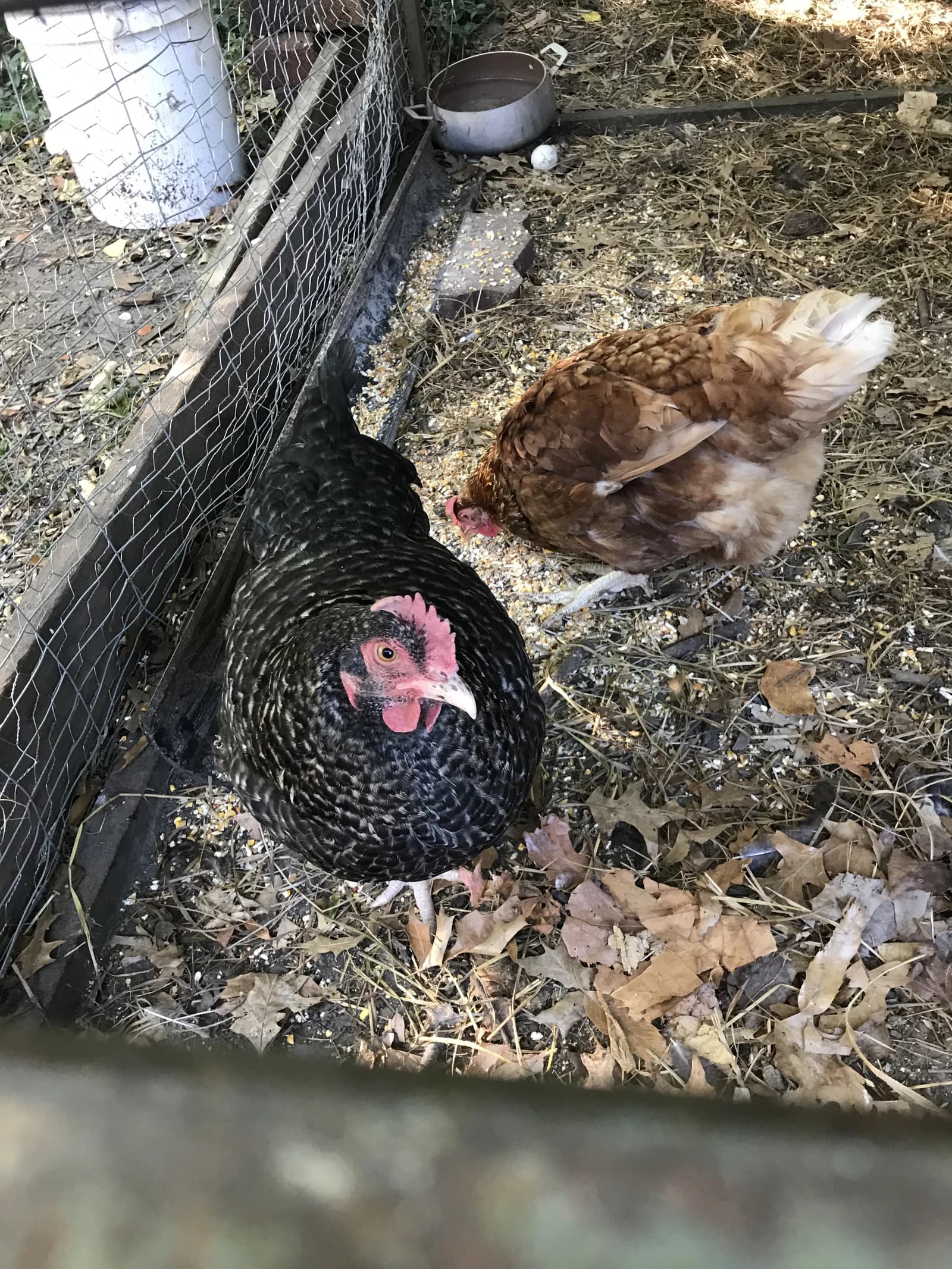 Two chickens, one black and one brown, in a rustic chicken coop.