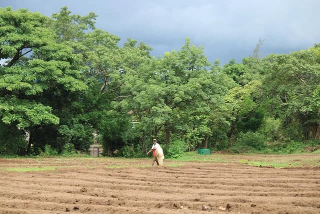 A person working in a cultivated field in the Western Ghats of Maharashtra.