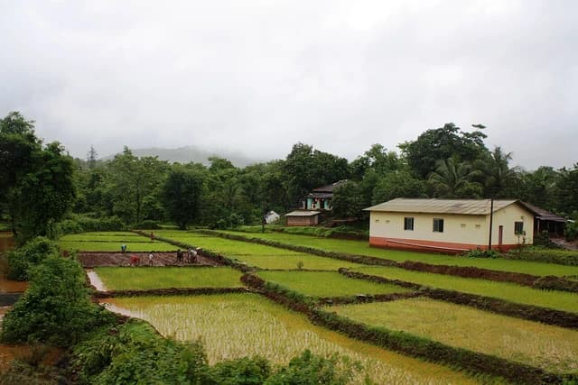 Farmers planting rice in flooded paddy fields with green vegetation and houses nearby.