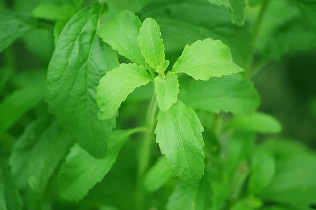 Stevia plant, a green leafy herb, growing outdoors.