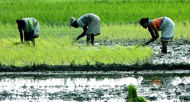 Three women planting rice seedlings in a flooded paddy field.