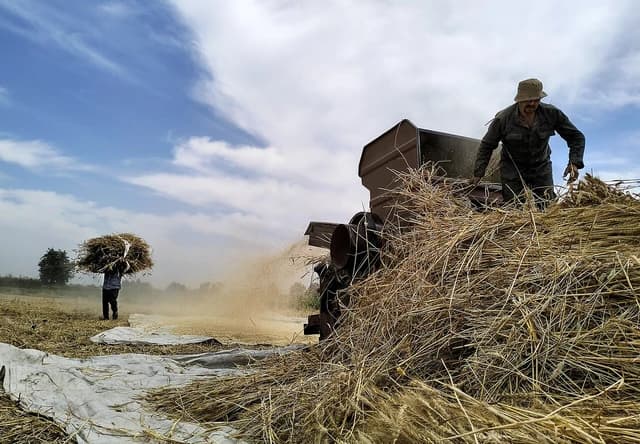 Farmers harvesting wheat in a field with a threshing machine under a blue sky.