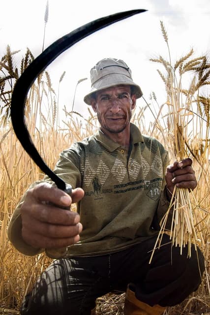 Egyptian farmer kneels in a wheat field, holding a sickle and wheat stalks.