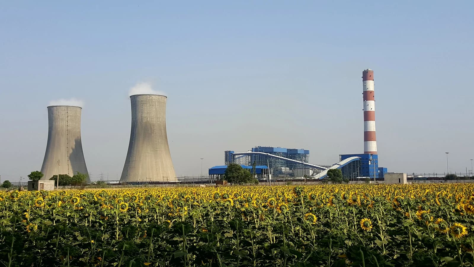 The Rajpura Thermal Power Plant, featuring cooling towers and a striped smokestack, located in a field of sunflowers.