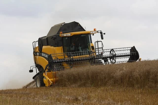 A yellow New Holland combine harvester operates in a field of rapeseed.