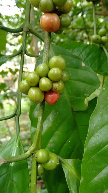 Ripening Coffea arabica beans on a branch amidst green leaves.