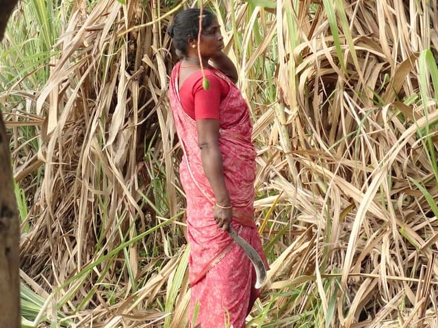 A woman stands holding a large curved blade in a field of tall sugarcane plants.