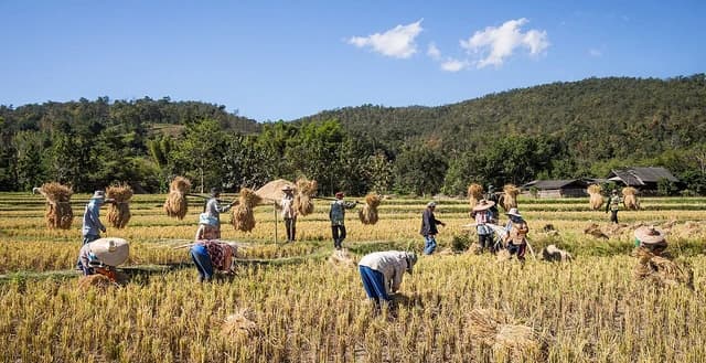 Farmers gather rice stalks into bundles in a Mae Wang rice field.