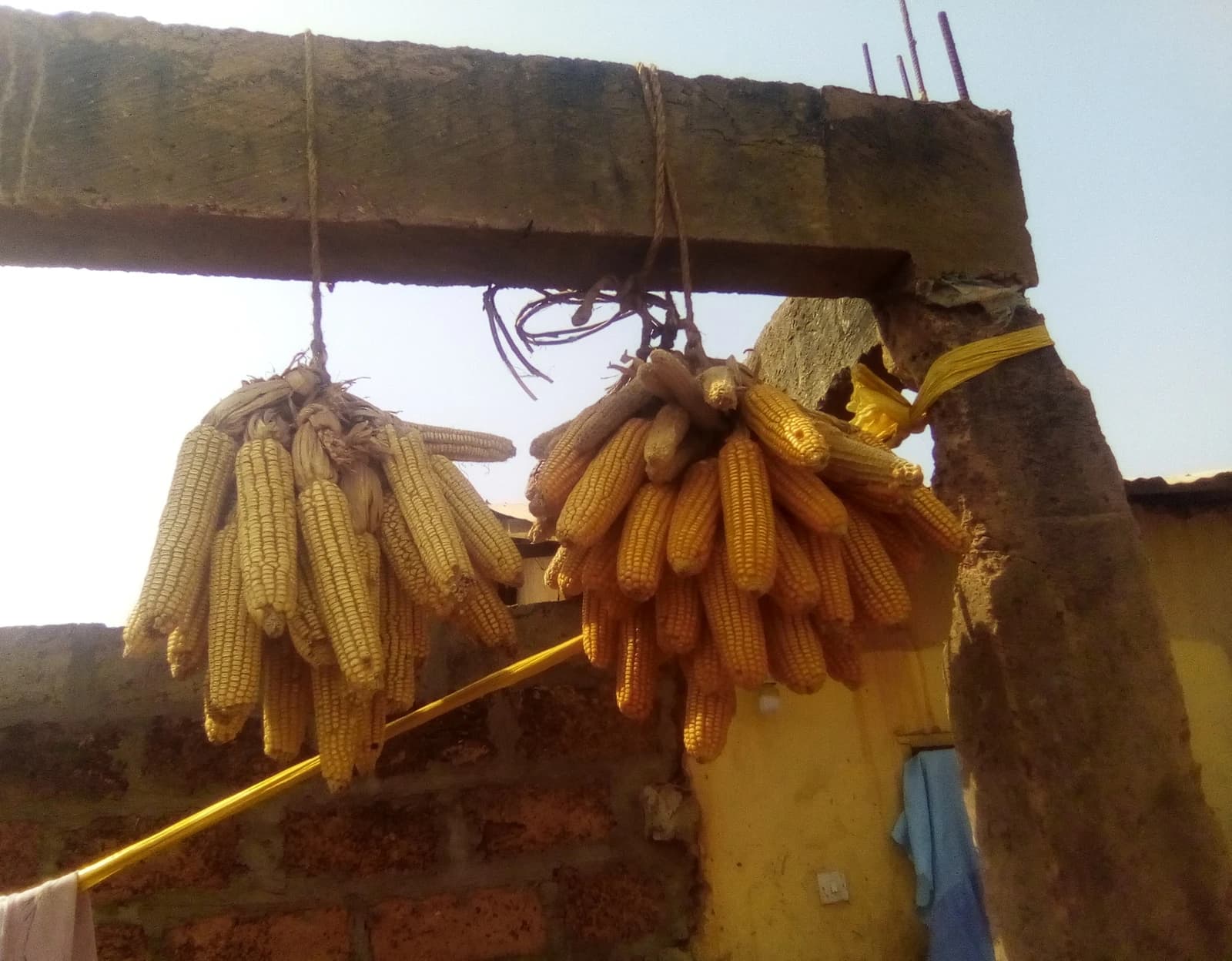 Dried maize ears hanging from a concrete beam outdoors, under a clear sky.