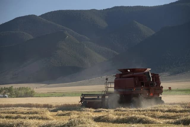 A combine harvester processes crops in a golden field under a clear sky.