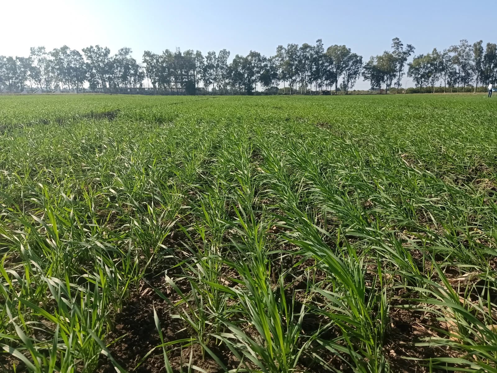 Green wheat plants growing in a field with trees and clear sky in the background.
