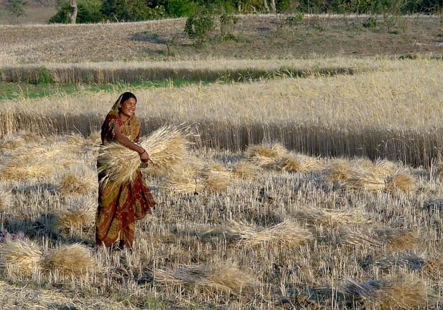 Woman harvesting wheat, holding bundles of wheat in a field.