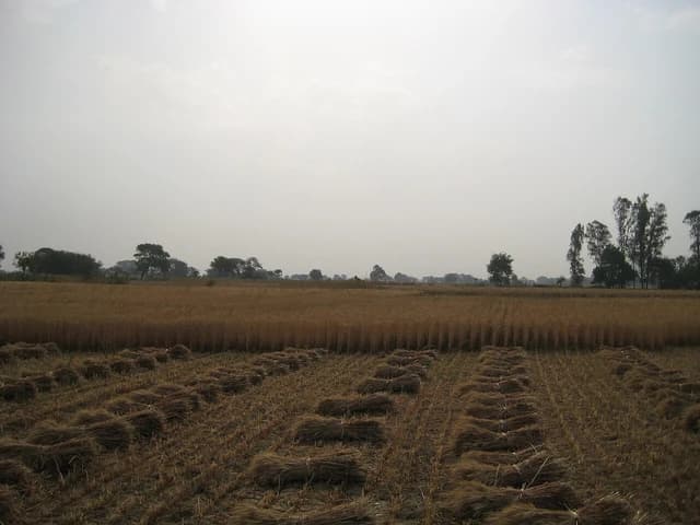 Bundles of harvested wheat stalks laid out in rows in a field.