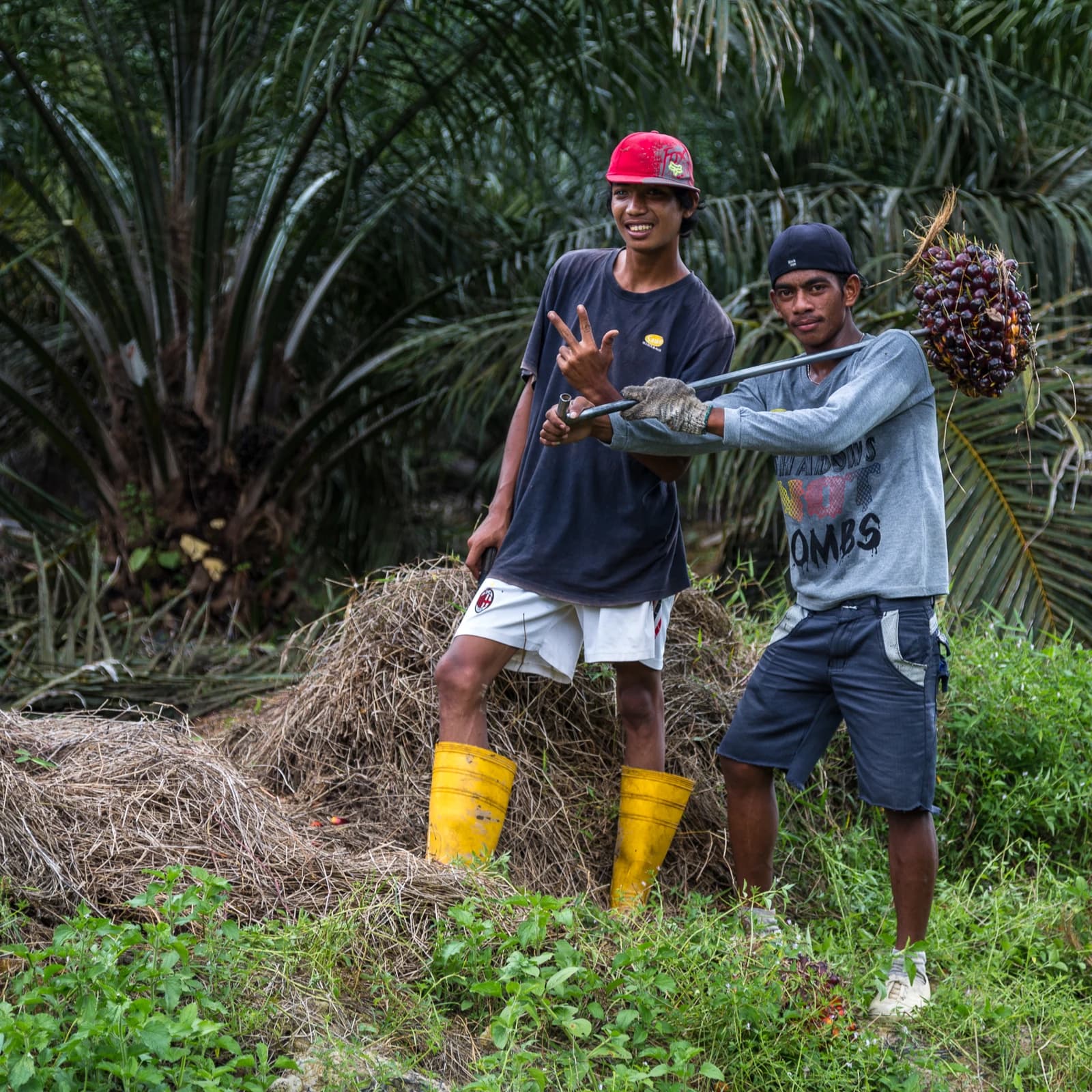 Two palm oil plantation workers holding a tool with a large bunch of palm oil fruits.