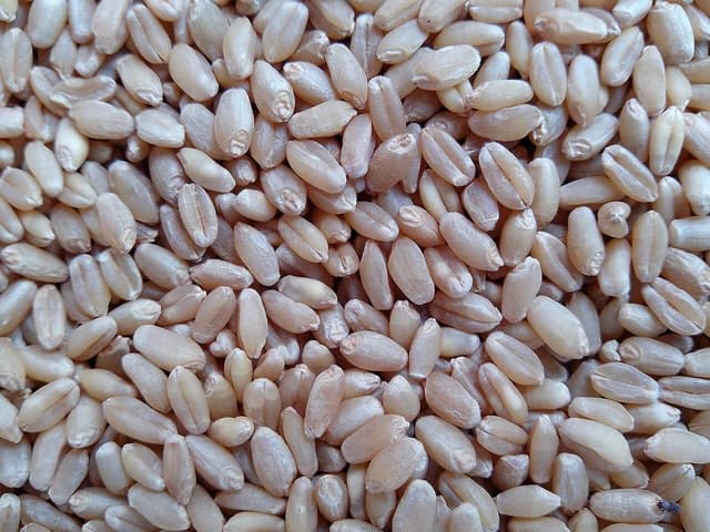 Close-up of pale brown wheat grains filling the entire frame.