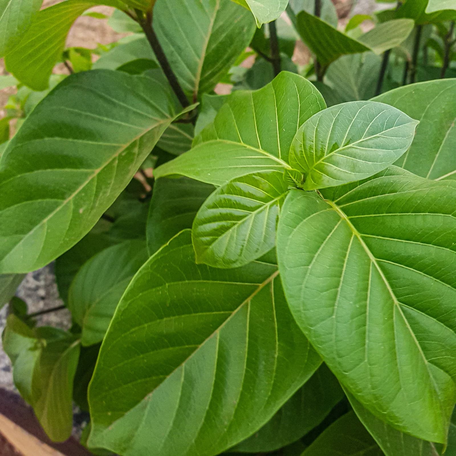 Close-up of several green leaves from a kratom plant.