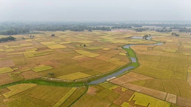 Aerial view of lush green and golden paddy fields with a winding stream.